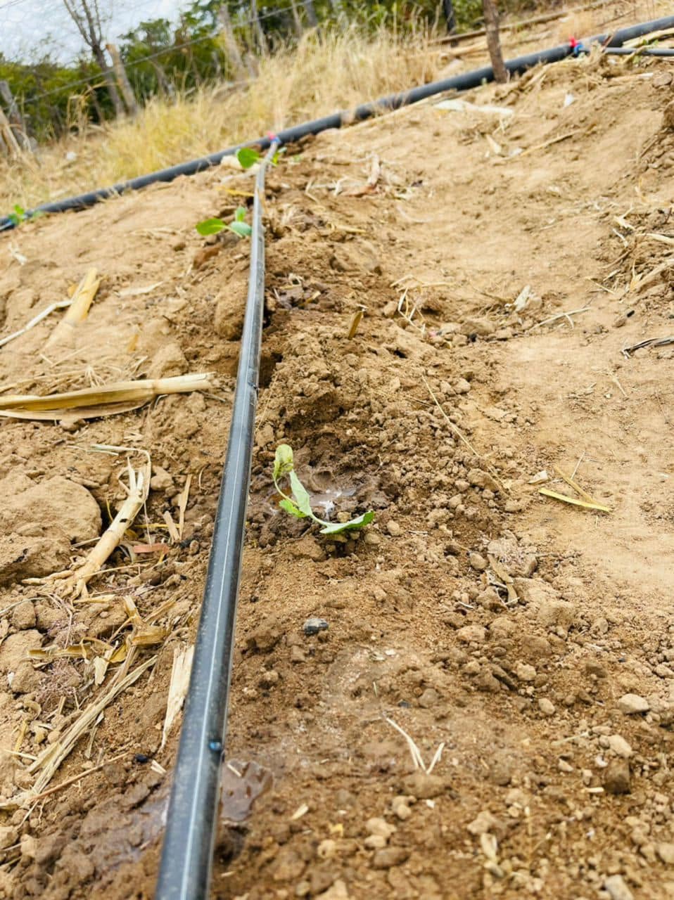 Drip irrigation lines across a prepared 5-hectare farming plot, Gweru Midlands