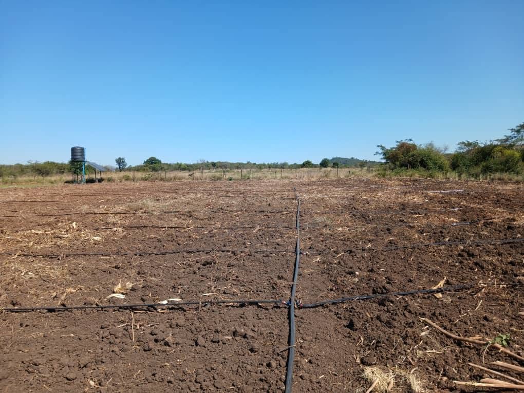 Onion crop growing with drip irrigation lines visible at root zone, Chivi District