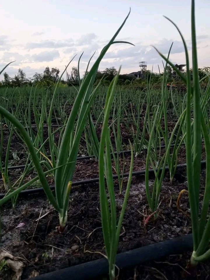 Healthy onion plants growing in rows with black drip lines at root zone, Chivi